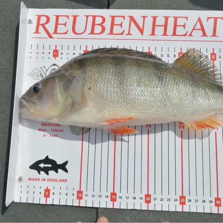 Picture of Reuben Heaton FM Competition Level Fish Measures